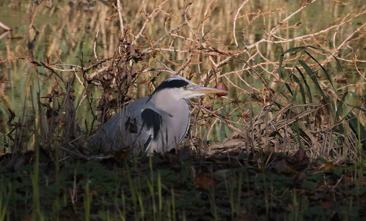 Blauwe Reiger De Gorzen-Ridderkerk